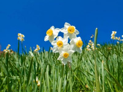 poiana narciselor