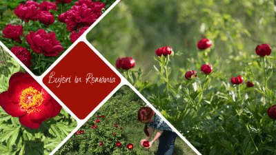 rezervații de bujori Romania