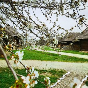 livada pomi infloriti