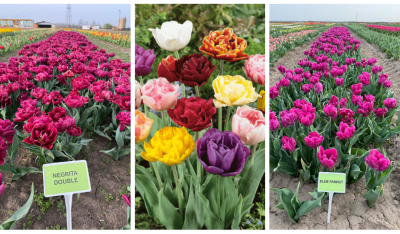 Bloom Experience