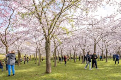 Ciresi infloriti in Europa: Amsterdam, Olanda