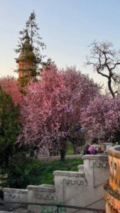 Ciresi infloriti in Europa: Timisoara, Romania